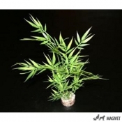 Plante Sydeco  Bamboo Pick 25cm